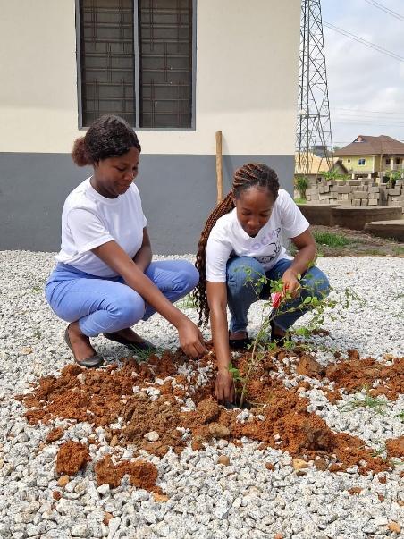 Two volunteers kneeling to plant a seedling in prepared soil