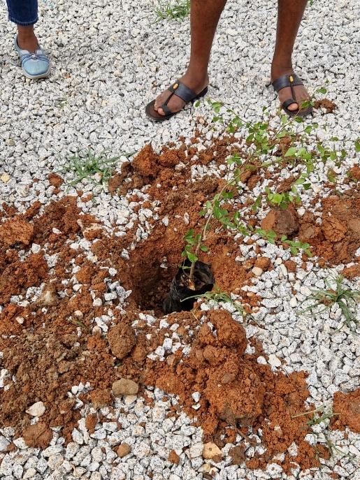 A seedling placed in a freshly dug hole in red soil