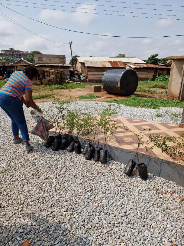 Rows of potted seedlings on the ground beside a volunteer
